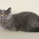 Подробнее об объявлении «Икша Пропала кошка британская короткошёрстная кошка» Фото: пропала кошка Британская короткошерстная «Икша Пропала кошка британская короткошёрстная...» в г. Икша