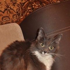 Подробнее об объявлении «Пропала кошка Москва» Фото: пропала кошка  «Пропала кошка Москва» в г. Москва