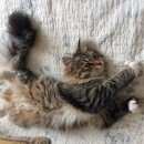 Подробнее об объявлении «Подольск Пропала кошка» Фото: пропала кошка Сибирская «Подольск Пропала кошка» в г. Подольск