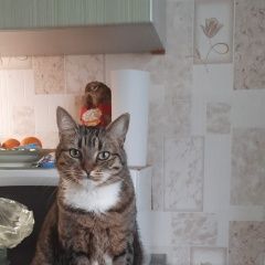 Подробнее об объявлении «Пропала кошка Москва» Фото: пропала кошка  «Пропала кошка Москва» в г. Москва