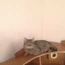 Подробнее об объявлении «Пропала кошка Оренбург» Фото: пропала кошка  «Пропала кошка Оренбург» в г. Оренбург