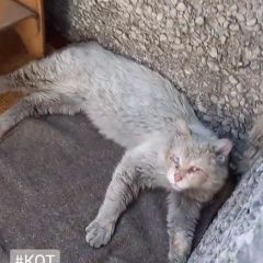 Картинка пропала кошка В городе Новокузнецк исчез котик. Новокузнецк
