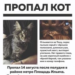 Подробнее об объявлении «Москва Пропал кот.» Фото: пропала кошка  «Москва Пропал кот.» в г. Москва
