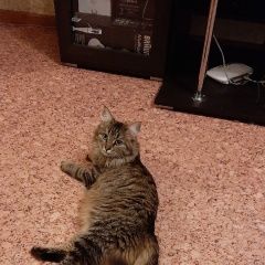 Подробнее об объявлении «Воронеж Пропала кошка» Фото: пропала кошка  «Воронеж Пропала кошка» в г. Воронеж