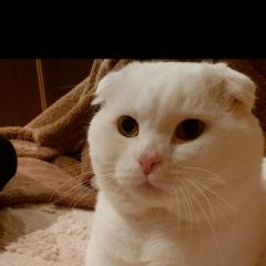 Подробнее об объявлении «Пропал кот Уфа» Фото: пропала кошка Скоттиш фолд (шотландская вислоухая) «Пропал кот Уфа» в г. Уфа