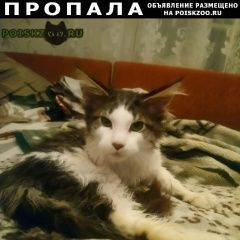 Подробнее об объявлении «Пропал кот мейн кун, кот, кастрат Красноярск» Фото: пропала кошка Мейн-кун «Пропал кот мейн кун, кот, кастрат Красноярск» в г. Красноярск