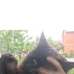 Подробнее об объявлении «Москва Пропал кот помогите найти кота» Фото: пропала кошка  «Москва Пропал кот помогите найти кота» в г. Москва