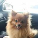 Подробнее об объявлении «Пропала кошка собака Ревда (Свердловская обл.)» Фото: пропала кошка Померанский шпиц «Пропала кошка собака Ревда (Свердловская обл.)» в г. Ревда (Свердловская обл.)