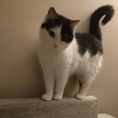 Подробнее об объявлении «Пропала кошка ул. чертановская, Москва» Фото: пропала кошка  «Пропала кошка ул. чертановская, Москва» в г. Москва