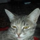 Подробнее об объявлении «Пропала кошка кошечка Кемерово» Фото: пропала кошка  «Пропала кошка кошечка Кемерово» в г. Кемерово