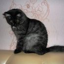 Подробнее об объявлении «Ульяновск Пропала кошка» Фото: пропала кошка  «Ульяновск Пропала кошка» в г. Ульяновск