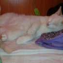 Подробнее об объявлении «Пропал кот Нижний Новгород» Фото: пропала кошка  «Пропал кот Нижний Новгород» в г. Нижний Новгород