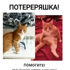 Картинка пропала кошка В городе Алексин исчез коте. Алексин
