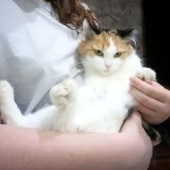 Подробнее об объявлении «Пропала кошка Брянск» Фото: пропала кошка  «Пропала кошка Брянск» в г. Брянск