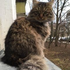 Подробнее об объявлении «Пропал кот сибирский - окрас похож. Троицк» Фото: пропала кошка Сибирская кошка «Пропал кот сибирский - окрас похож. Троицк» в г. Троицк