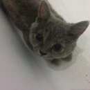 Подробнее об объявлении «Пропала кошка Оренбург» Фото: пропала кошка Селкирк-рекс «Пропала кошка Оренбург» в г. Оренбург