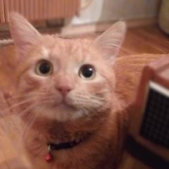 Подробнее об объявлении «Пропал кот рыжий кот жора Москва» Фото: пропала кошка  «Пропал кот рыжий кот жора Москва» в г. Москва