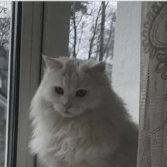 Подробнее об объявлении «Пропала кошка Королев» Фото: пропала кошка  «Пропала кошка Королев» в г. Королев