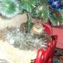 Подробнее об объявлении «Лобня Пропал кот» Фото: пропала кошка Шотландская вислоухая «Лобня Пропал кот» в г. Лобня