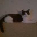 Подробнее об объявлении «Пропал кот Протвино (Московская обл.)» Фото: пропала кошка  «Пропал кот Протвино (Московская обл.)» в г. Протвино (Московская обл.)