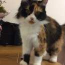 Подробнее об объявлении «Пропала кошка Феодосия» Фото: пропала кошка  «Пропала кошка Феодосия» в г. Феодосия