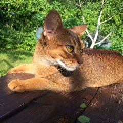 Подробнее об объявлении «Чехов Пропала кошка» Фото: пропала кошка Абиссинская «Чехов Пропала кошка» в г. Чехов