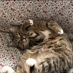 Подробнее об объявлении «Пропала кошка Новосибирск» Фото: пропала кошка  «Пропала кошка Новосибирск» в г. Новосибирск