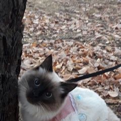 Подробнее об объявлении «Ульяновск Пропал кот» Фото: пропала кошка  «Ульяновск Пропал кот» в г. Ульяновск