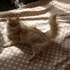 Подробнее об объявлении «Пропал кот. д.жабкино, снт нектар. Москва» Фото: пропала кошка  «Пропал кот. д.жабкино, снт нектар. Москва» в г. Москва