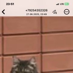 Подробнее об объявлении «Пропала кошка кошечка, 2года Химки» Фото: пропала кошка  «Пропала кошка кошечка, 2года Химки» в г. Химки
