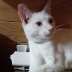 Подробнее об объявлении «Пропал кот помогите пожалуйста, ик 1 год Лакинск» Фото: пропала кошка  «Пропал кот помогите пожалуйста, ик 1 год Лакинск» в г. Лакинск