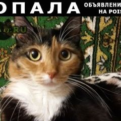 Подробнее об объявлении «Пропала кошка Тюмень» Фото: пропала кошка  «Пропала кошка Тюмень» в г. Тюмень