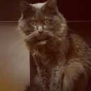 Подробнее об объявлении «Пропал кот Реутов» Фото: пропала кошка Русская голубая «Пропал кот Реутов» в г. Реутов