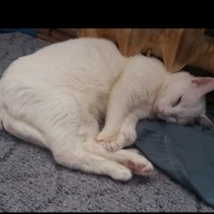 Подробнее об объявлении «Пропала кошка Чита» Фото: пропала кошка Турецкая ангора «Пропала кошка Чита» в г. Чита