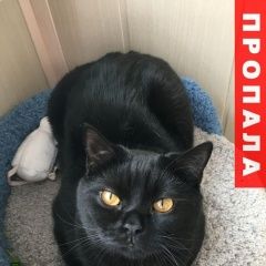 Подробнее об объявлении «Пропал кот Москва» Фото: пропала кошка Британская короткошерстная «Пропал кот Москва» в г. Москва
