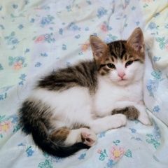 Подробнее об объявлении «Пропала кошка 2-х месячная кошечка 22 сентября Новосибирск» Фото: пропала кошка Сибирская «Пропала кошка 2-х месячная кошечка 22 сентября...» в г. Новосибирск