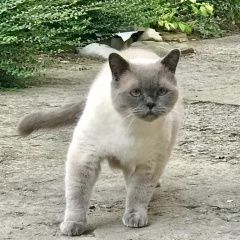 Подробнее об объявлении «Пропал кот Анапа» Фото: пропала кошка Британская короткошерстная «Пропал кот Анапа» в г. Анапа