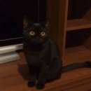 Подробнее об объявлении «Пропал кот чёрный шотландский кот Оренбург» Фото: пропала кошка  «Пропал кот чёрный шотландский кот Оренбург» в г. Оренбург