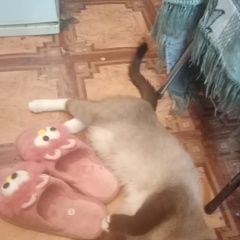 Подробнее об объявлении «Липецк Пропал кот сиамский кот джони» Фото: пропала кошка Сиамская кошка «Липецк Пропал кот сиамский кот джони» в г. Липецк