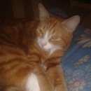 Подробнее об объявлении «Пропал кот Томск» Фото: пропала кошка  «Пропал кот Томск» в г. Томск