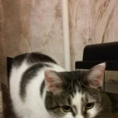 Подробнее об объявлении «Мытищи Пропала кошка в снт подрезово нского района» Фото: пропала кошка  «Мытищи Пропала кошка в снт подрезово нского района» в г. Мытищи