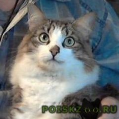Подробнее об объявлении «Пенза Пропал кот» Фото: пропала кошка Сибирская «Пенза Пропал кот» в г. Пенза