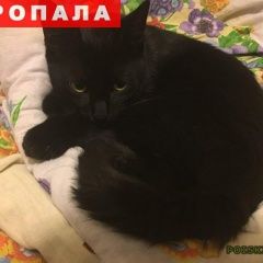 Подробнее об объявлении «Петрозаводск Пропал кот» Фото: пропала кошка  «Петрозаводск Пропал кот» в г. Петрозаводск