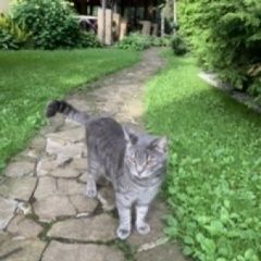Подробнее об объявлении «Пропала кошка Одинцово» Фото: пропала кошка  «Пропала кошка Одинцово» в г. Одинцово