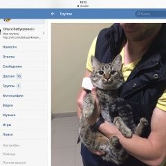 Подробнее об объявлении «Нижний Новгород Пропала кошка» Фото: пропала кошка  «Нижний Новгород Пропала кошка» в г. Нижний Новгород