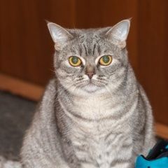 Подробнее об объявлении «Пропала кошка Москва» Фото: пропала кошка Британская короткошерстная кошка «Пропала кошка Москва» в г. Москва