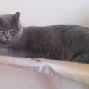 Подробнее об объявлении «Ногинск Пропала кошка» Фото: пропала кошка Британская короткошерстная «Ногинск Пропала кошка» в г. Ногинск