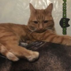 Подробнее об объявлении «Пропала кошка Оренбург» Фото: пропала кошка  «Пропала кошка Оренбург» в г. Оренбург