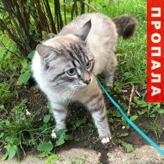 Подробнее об объявлении «Пропал кот Апрелевка» Фото: пропала кошка Невская маскарадная «Пропал кот Апрелевка» в г. Апрелевка