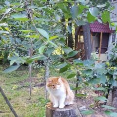 Подробнее об объявлении «Жуковский Пропал кот» Фото: пропала кошка  «Жуковский Пропал кот» в г. Жуковский